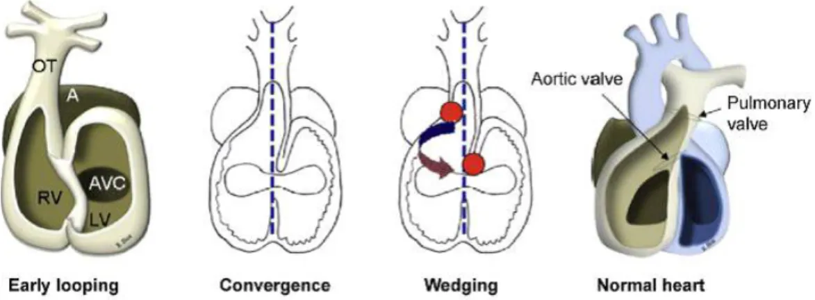 Fig. 3: Schéma illustrant les principales étapes du développement cardiaque  OT (outflow tract) pôle artériel, A : oreillette, RV : ventricule droit, 