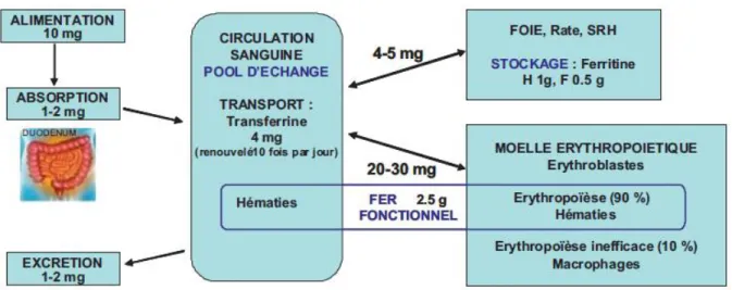 Figure 1 : Répartition du fer dans l’organisme. 