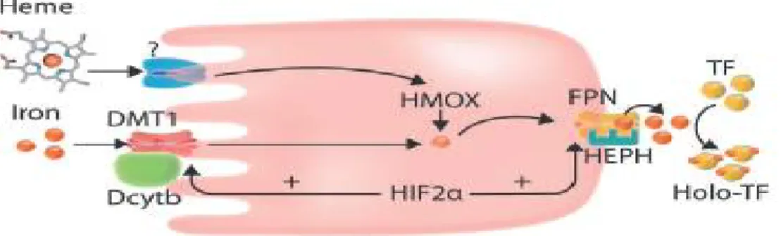 Figure 2: Focus sur l'absorption intestinale du fer. Le transporteur de métaux  DMT1 absorbe  le fer ferreux, réduit par DCYTB, du côté luminal de l'entérocyte