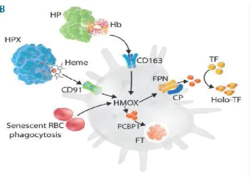 Figure 4: Focus sur le processus de recyclage du fer. Les macrophages récupèrent le fer des  globules rouges phagocytés après la dégradation de l’hème par l'hème oxygénase