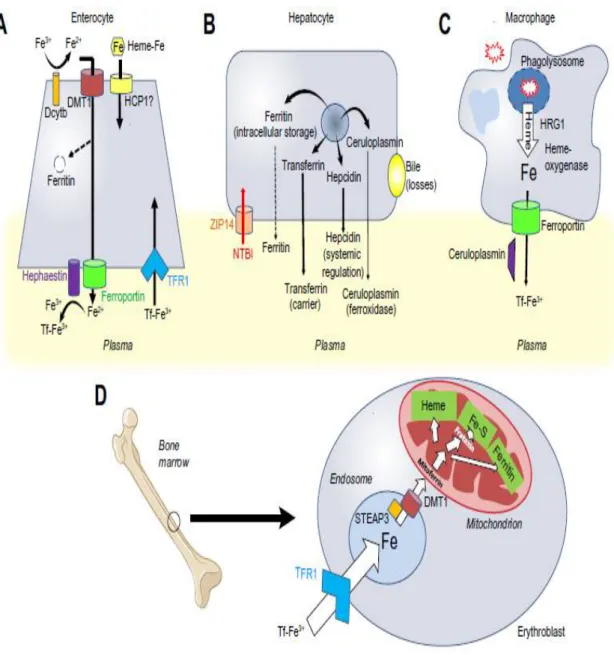 Figure 5: Principales cellules et protéines impliquées dans le métabolisme du fer. (Brissot,  Loréal 2016) 