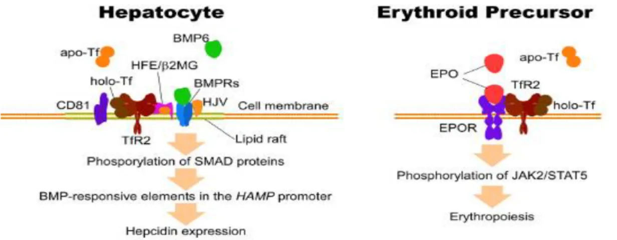 Figure 8: Fonctions dépendantes du type cellulaire du récepteur de la transferrine 2 (TfR2)