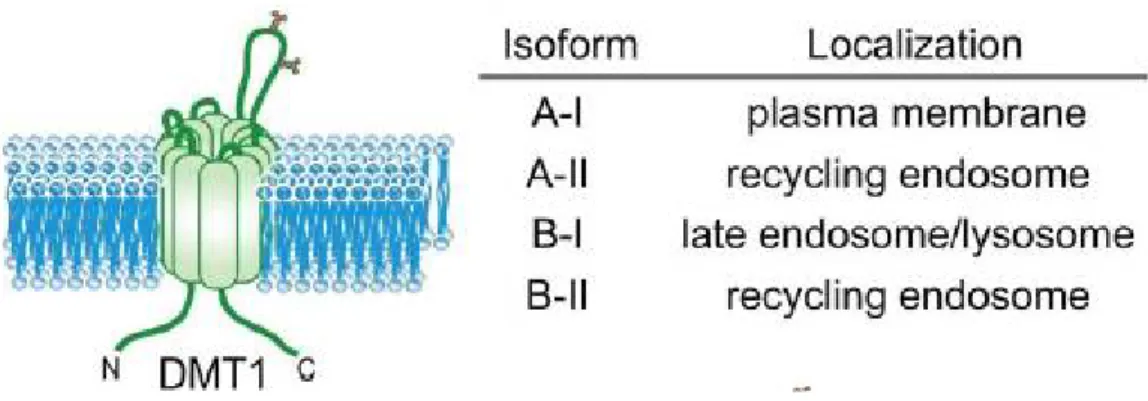 Figure 9: Les quatre isoformes du DMT1, A-I, A-II, B-I et B-II. Ces quatre isoformes ont une  localisation cellulaire différente