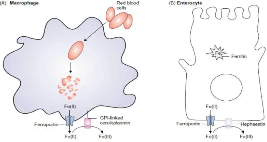 Figure 12: Rôles de la ferroportine, de la céruloplasmine et de l'héphaestin dans le macrophage  et dans l’entérocyte
