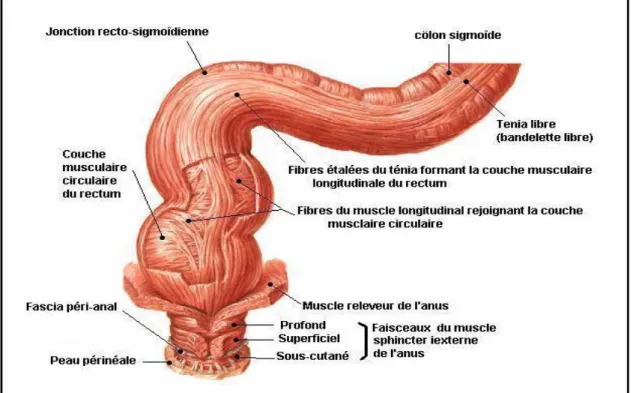 Figure 1 : Les différentes couches musculaires du rectum (44) 