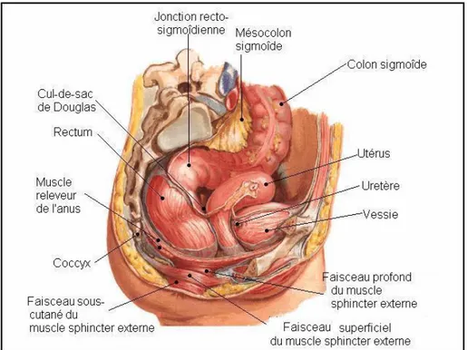 Figure 3 : Coupe sagittale schématique de la cavité abdomino-pelvienne   chez la femme (44)