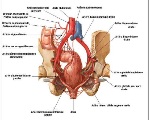 Figure 4 : Vascularisation artérielle du rectum et du canal anal (44). 