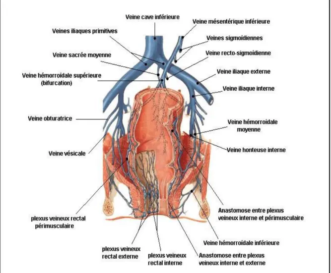 Figure 5 : Vascularisation veineuse du rectum et du canal anal (44). 