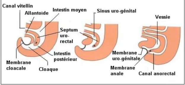Figure 7 : La région cloacale de l’embryon à des stades successifs du développement  (37)
