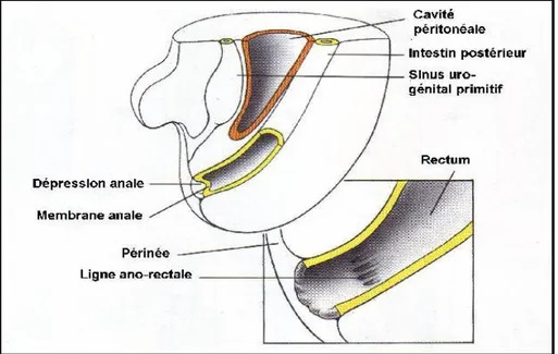 Figure 8 : Le tiers inférieur du canal anal est formé par une invagination ectoblastique  appelée dépression anale