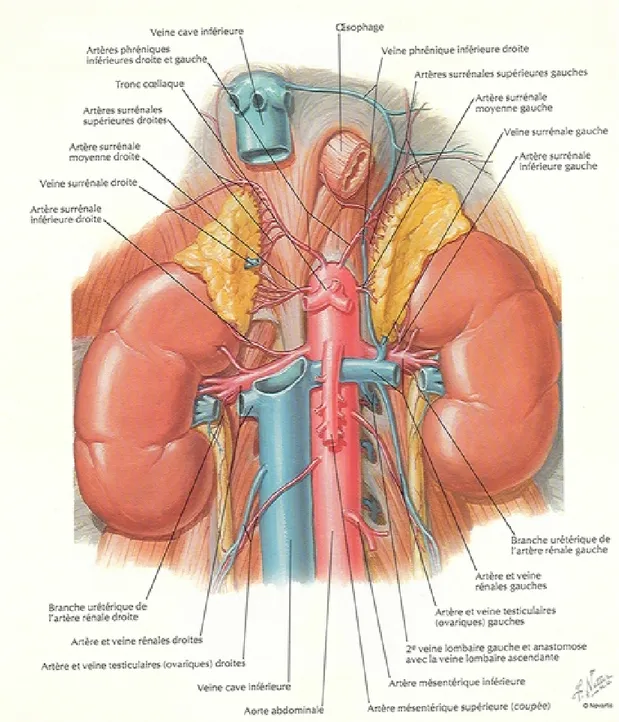Figure 5: La vascularisation des reins  [3] 