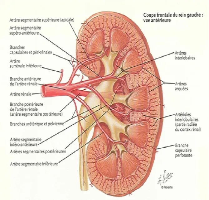 Figure 6: Artères intra-rénales [3] 