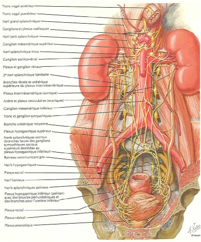 Figure 8: Innervations des reins [3] 