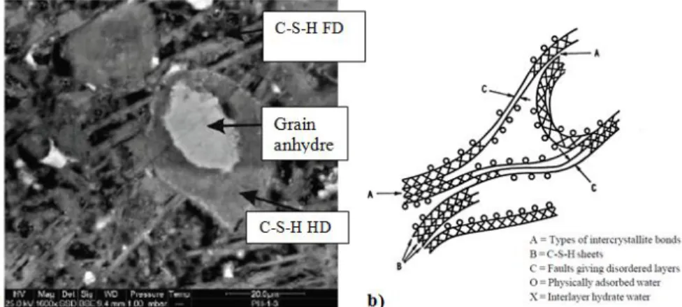 Figure I-13 : a) Microstructure de la pâte de ciment durcie pour une section polie : les C-S-H HD (haute densité)  entoure  le  grain  anhydre  et  s’épaississent  avec  le  temps