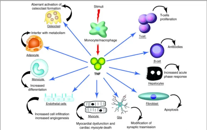 Figure 4 :  Rôles du TNF α [19]. 