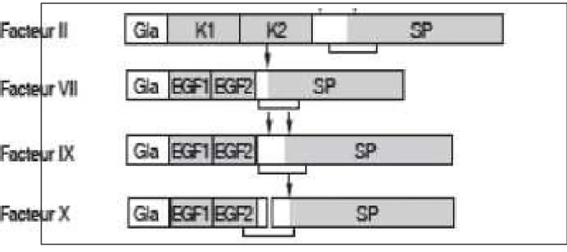 Figure 3 : Structure des facteurs vitamine K-dépendants [11]. 