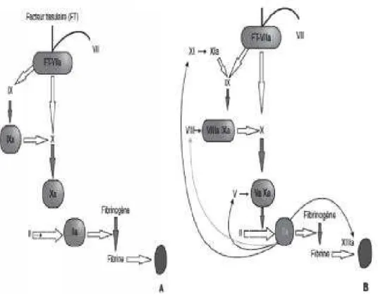 Figure 5 : phase d’amplification de la coagulation [13]. 
