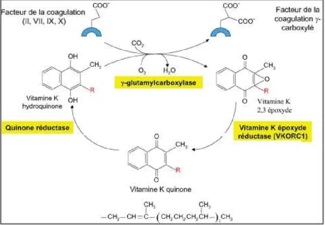 Figure 6 : Cycle de la vitamine K et de la carboxylation vitamine [15] 