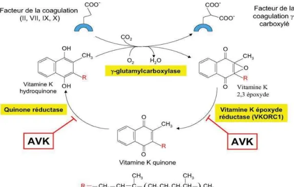 Figure 8 :  Mécanisme d’action des AVK [15]. 