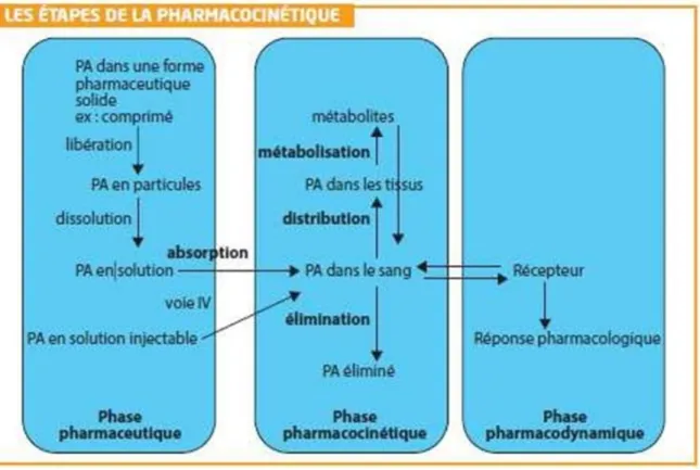 Figure 9 : Les étapes de la pharmacocinétique [23]. 
