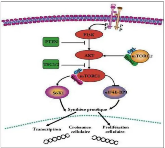Figure 4 : Schéma de la voie PI3K/AKT/mTOR.(49) 