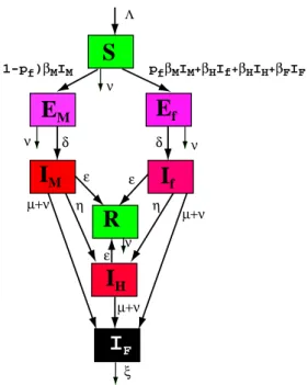 Fig. 6.4 – Le mod`ele EBOLA d’apr`es Eichner Ce qui donne le syst`eme