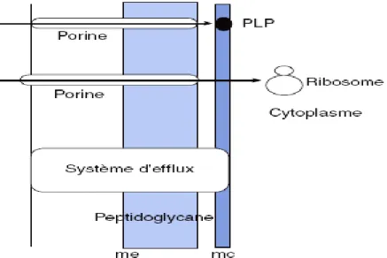 Figure 7. Représentation schématique du mode d’action d’un antibiotique (exemple d’une  bêtalactamine)