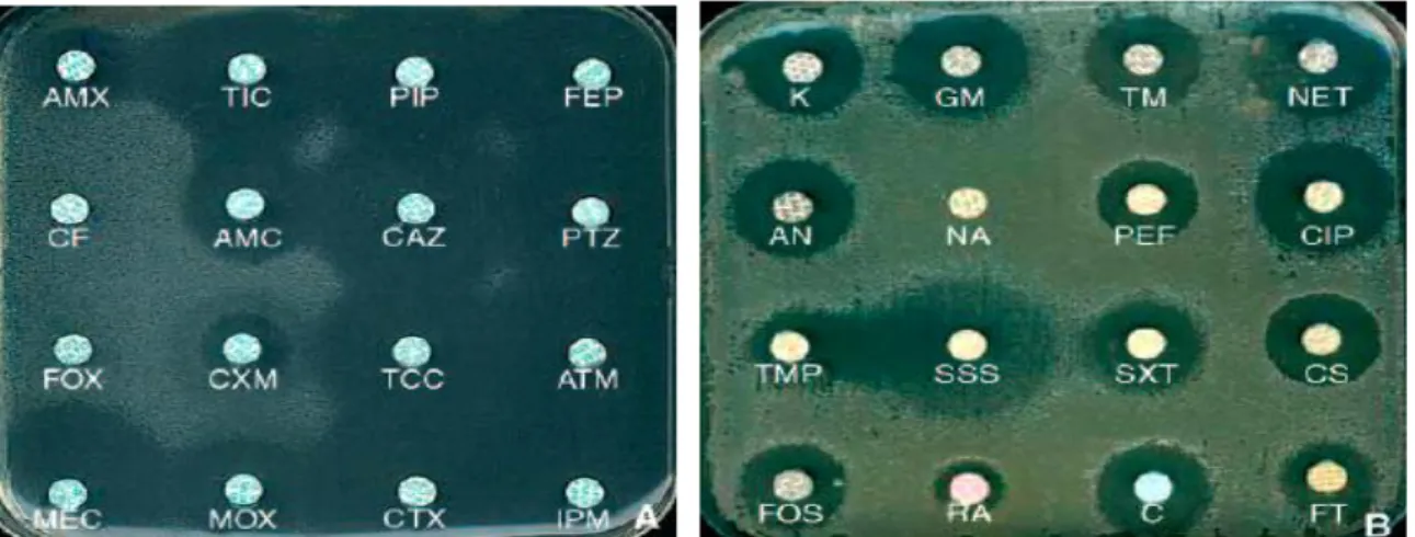 Figure 9. Expression phénotypique usuelle d’une souche d’Escherichia coli imperméable   K : kanamycine ; GM : gentamicine ; TM : tobramycine ; NET : nétilmicine ; AN : amikacine 