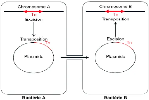Figure 4. Modèle de mobilisation de transposon (Tn) d’un chromosome d’une bactérie  donatrice à gauche à un plasmide (acide désoxyribonucléique cytoplasmique)