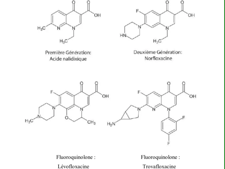 Figure 5: Structure de quelques quinolones de différentes générations 