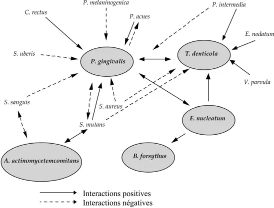 Figure 13 : Principales interactions bactériennes positives et négatives [46] 