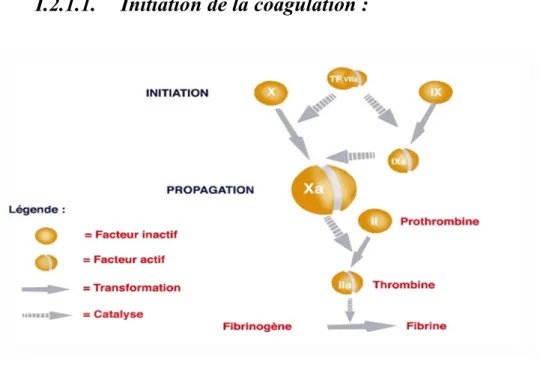 Figure 2 : Initiation de la coagulation [10] 
