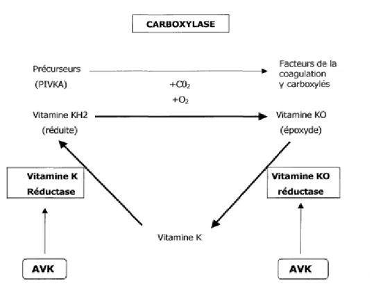 Figure 4: Cycle de la vitamine K et principe du mode d’action des AVK [16] 