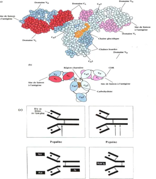 Figure  2  :  a/  Modèle  de  la  molécule  d’IgG,  basé  sur  une  analyse  cristallographique  par  rayon X, montrant les associations des domaines