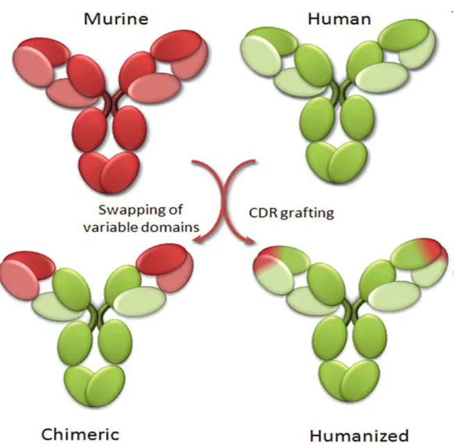 Figure 3 : Présentation d’anticorps chimériques et humanisés.  