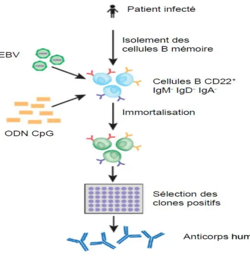 Figure 5 : Immortalisation des cellules B mémoires humaines 