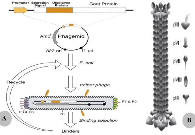 Figure 6. Technique de phage display 