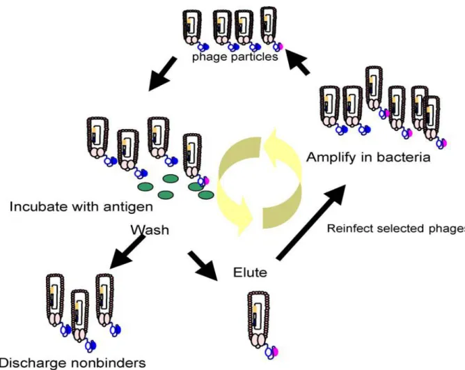 Figure 7. Différentes étapes d’un tour de bio-panning (24). 
