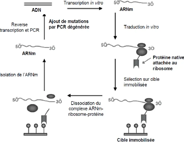 Figure 8 : Principe de la technique du ribosome display. 