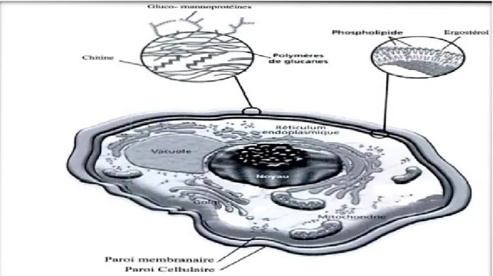 Figure 4 : structure d’une cellule fongique [8] 