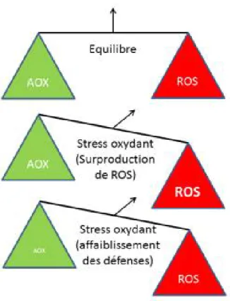 Figure 7: Le stress oxydant [69]. 