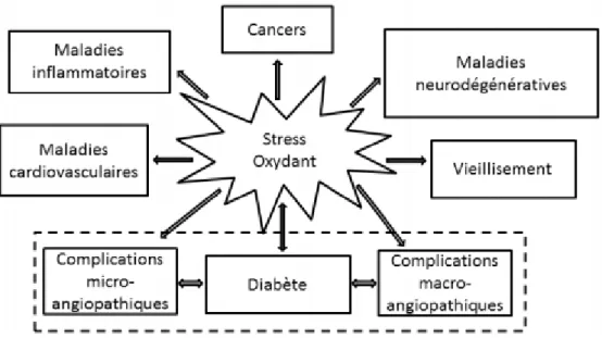 Figure 8: La place centrale du stress oxydant au sein des pathologies [68]. 