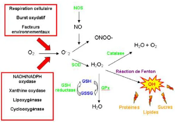 Figure 9: Schéma récapitulatif des sources des ROS, des enzymes impliquées dans la défense  antioxydantes et des cibles biologiques [74]