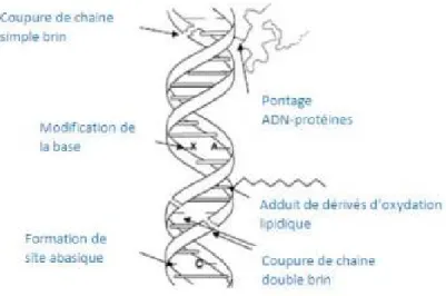 Figure 11: Types de lésions de l'ADN provoqués par les attaques radicalaires [75]. 