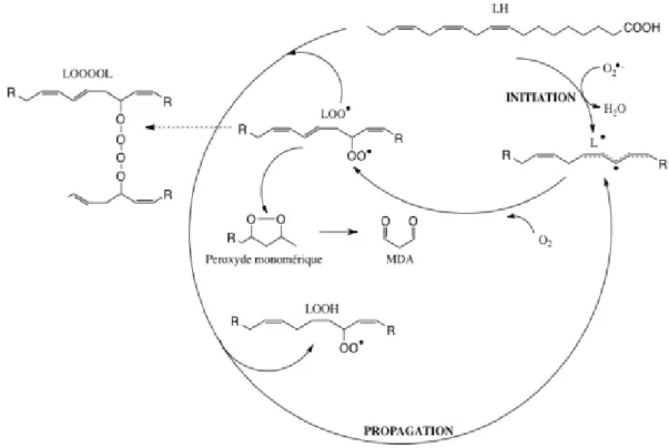 Figure 12: Peroxydation lipidique [75]. 