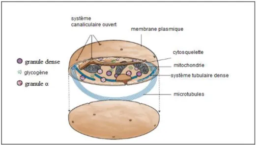 Figure 2: Ultra structure fonctionnelle d'une plaquette [13] 