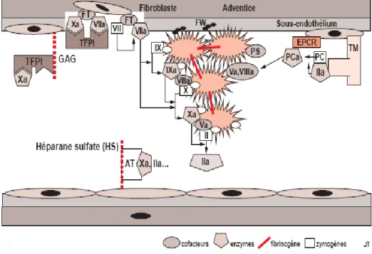 Fig. 2 : Régulation de la coagulation (d’après [1]) 