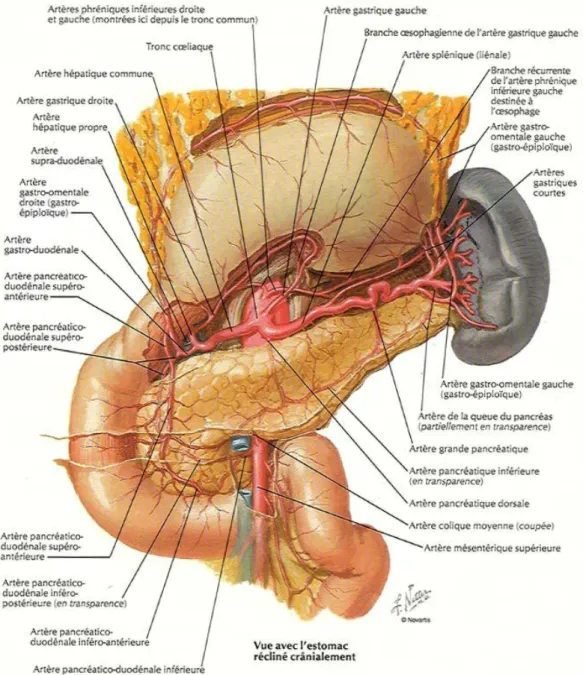 Figure 5 : Vascularisation artérielle du duodéno-pancréas [15] 