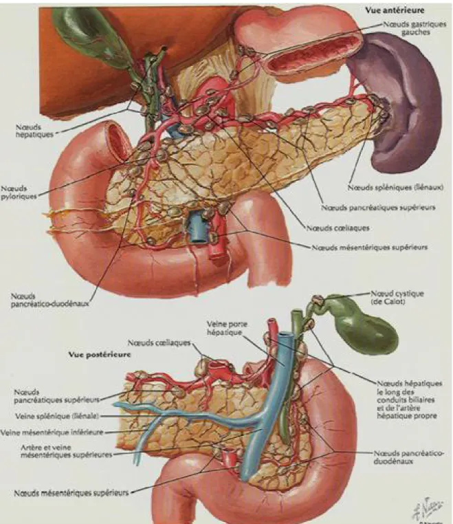 Figure 6 : Drainage lymphatique du pancréas [15] 