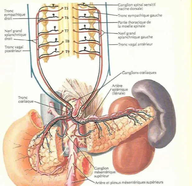 Figure 7 : Schéma d’innervation du pancréas [15] 